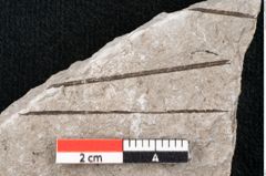 Foto (Detailansicht) von Pinus taedaeformis Unger (NHMW-GEO-2024-0188-6655)